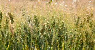 Italy launches world’s first child screening law for coeliac disease