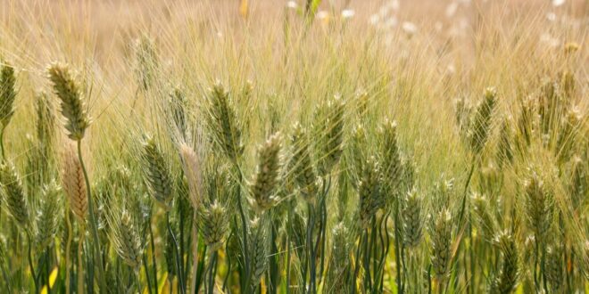 Italy launches world’s first child screening law for coeliac disease