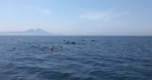 EXCLUSIVE: ‘We can’t just walk into their home and sit at their table’: Calls for more education after friends film themselves swimming with whales in the Strait of Gibraltar