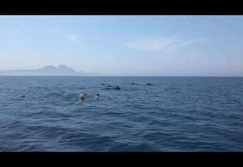 EXCLUSIVE: ‘We can’t just walk into their home and sit at their table’: Calls for more education after friends film themselves swimming with whales in the Strait of Gibraltar
