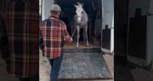 EXCLUSIVE: Malaga horse carriage owners ‘forced expat sanctuary to OUTBID slaughterhouses to save the animals’ – before sending them over ‘injured and skittish’