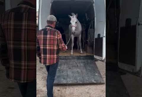 EXCLUSIVE: Malaga horse carriage owners ‘forced expat sanctuary to OUTBID slaughterhouses to save the animals’ – before sending them over ‘injured and skittish’