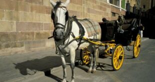 Victory for campaigners as Malaga bans horse-drawn carriages – but what will happen to the animals? 
