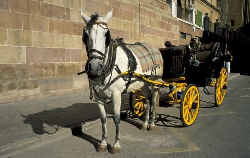 Victory for campaigners as Malaga bans horse-drawn carriages – but what will happen to the animals? 
