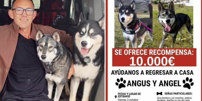 €10,000 reward for finding two missing huskies in Guadalhorce Valley