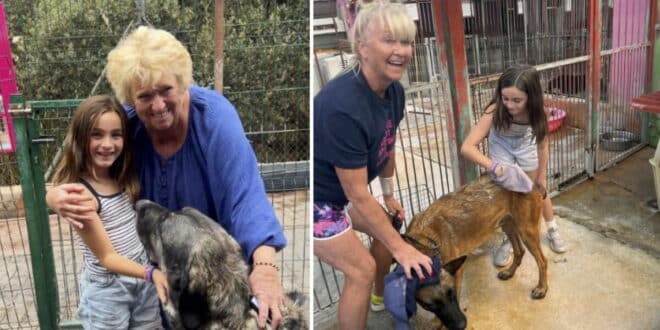 A day with rescue dogs: A heartwarming learning experience for children at ACE-SHIN, Mijas