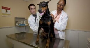 UK veterinary businesses may be exploiting pet owners