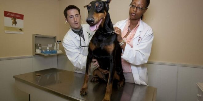 UK veterinary businesses may be exploiting pet owners