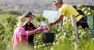 Wine tourism in Spain boosted industry revenues by almost 10% in 2024