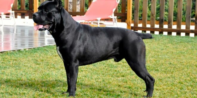 Spanish woman suffered horror dog attack in UK park