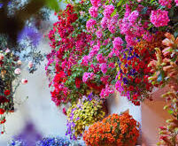 Cordoba's dazzling Flora festival returns