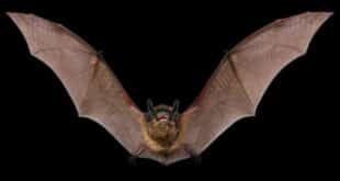 Health alert as new types of coronavirus are found in bats in Spain