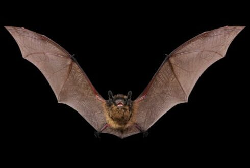 Health alert as new types of coronavirus are found in bats in Spain