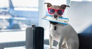 Travellers shocked as EU court says pets don’t count as passengers