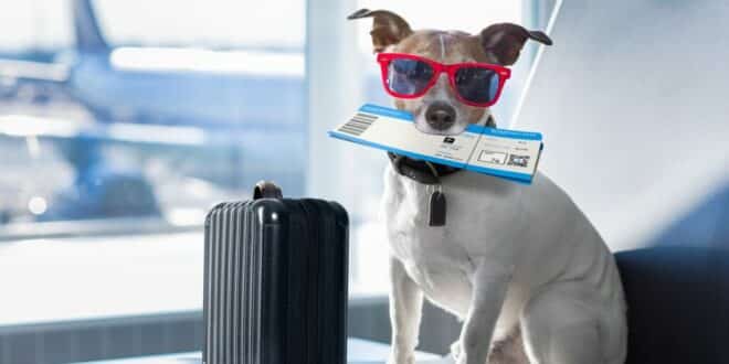 Travellers shocked as EU court says pets don’t count as passengers