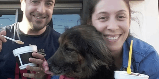 Lost dog worth the same as suitcase, EU court rules