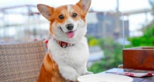 Spanish firm launches Christmas nougat… for dogs!