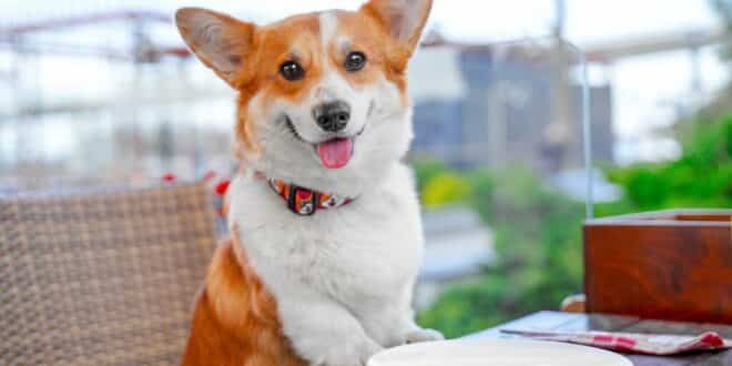 Spanish firm launches Christmas nougat… for dogs!