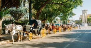 Horse drawn carriage rides in Malaga banned from now on