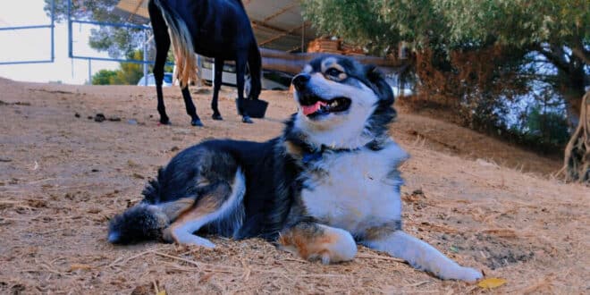 Hidden autumn dangers for cats and dogs