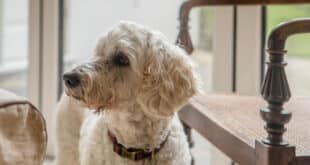 Beau Beau’s big adventure – and why he needs a friend!