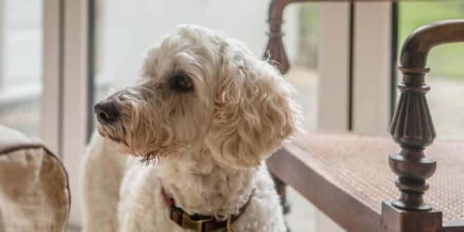 Beau Beau’s big adventure – and why he needs a friend!