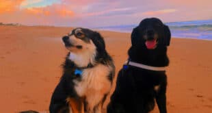 UK & Spain’s pet crisis: Love can’t pay the bills