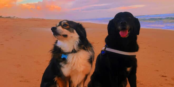 UK & Spain’s pet crisis: Love can’t pay the bills