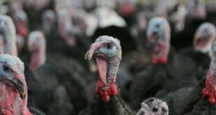 Spain locks down poultry farms to avoid spread of avian flu by migrating birds