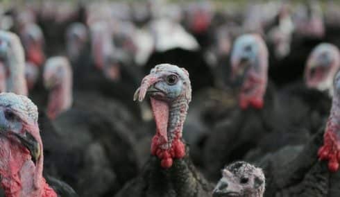 Spain locks down poultry farms to avoid spread of avian flu by migrating birds