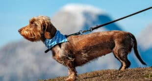 Animal adventures on the Costa del Sol this November