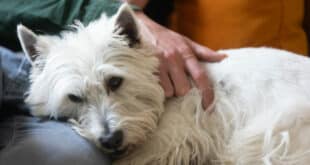 Nell is looking for a pet-sitter – cuddles are a must