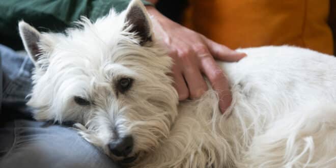 Nell is looking for a pet-sitter – cuddles are a must