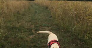 Louie the Lab: The four-legged personal trainer