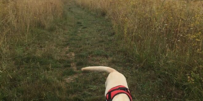 Louie the Lab: The four-legged personal trainer