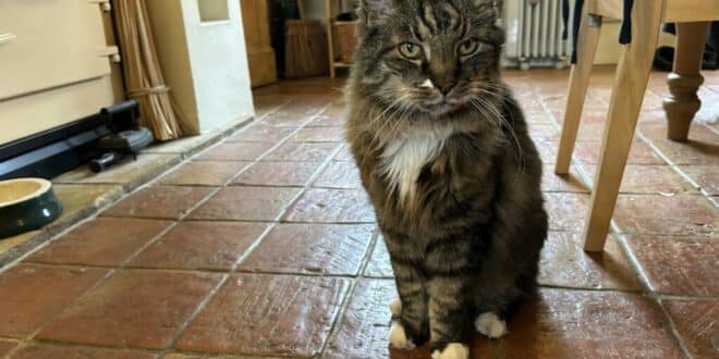 Hugo seeks a pet-sitter… ideally with a soft spot for silver foxes