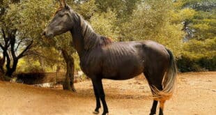 Horse rescue centre in Cadiz launches fundraiser for injured filly