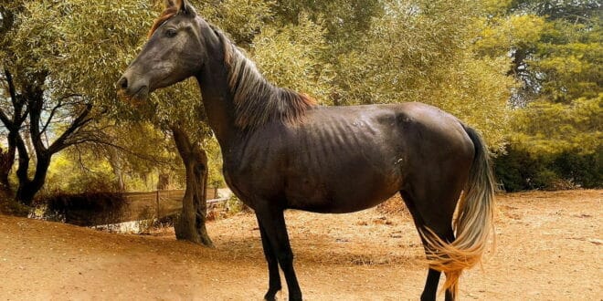Horse rescue centre in Cadiz launches fundraiser for injured filly