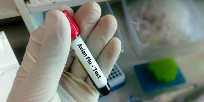 Asymptomatic H5N1 infections confirmed in global review as Spain boosts monitoring