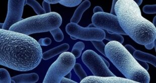 ‘Superbugs’ could cause more deaths than cancer by 2050 in Spain