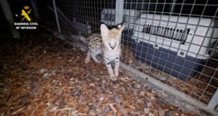 African leopards- including three cubs- are removed by police from fenced enclosure on a farm in Spain