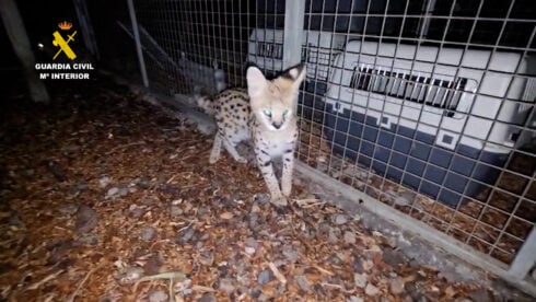 African leopards- including three cubs- are removed by police from fenced enclosure on a farm in Spain