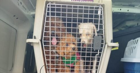 Illegal puppy farm with poodles and Yorkies is found inside urine and excrement-infested Valencia home