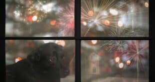 Shaking pets this Bonfire Night? Follow our firework survival guide.