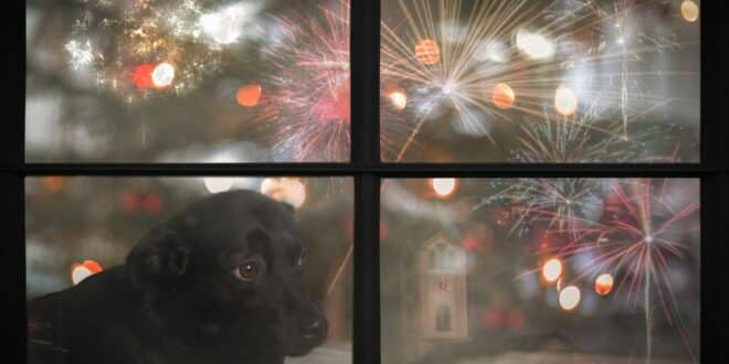 Shaking pets this Bonfire Night? Follow our firework survival guide.