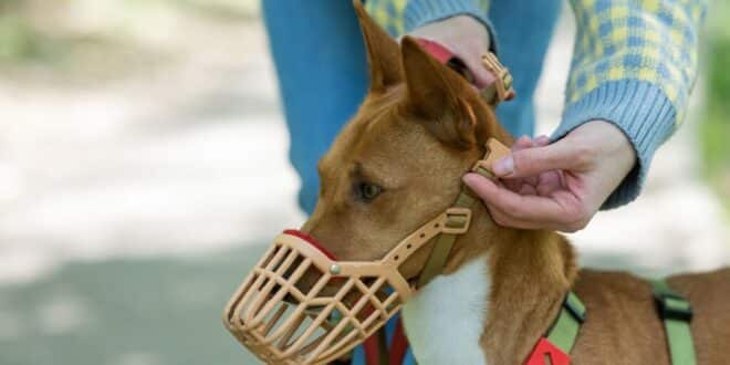 Spain cracks down: Dogs without muzzles face community ban