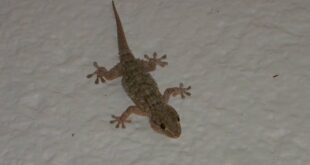 FROM THE ARCHIVES: Who is that crawling up my wall? What you should know about geckos in Spain