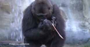 WATCH: Endangered gorilla gives birth in front of stunned visitors at Bioparc Fuengirola – the only birth in Spain this year