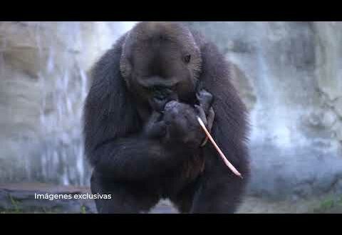 WATCH: Endangered gorilla gives birth in front of stunned visitors at Bioparc Fuengirola – the only birth in Spain this year