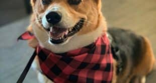 Bennie the Corgi: village celebrity and house-sitter favourite
